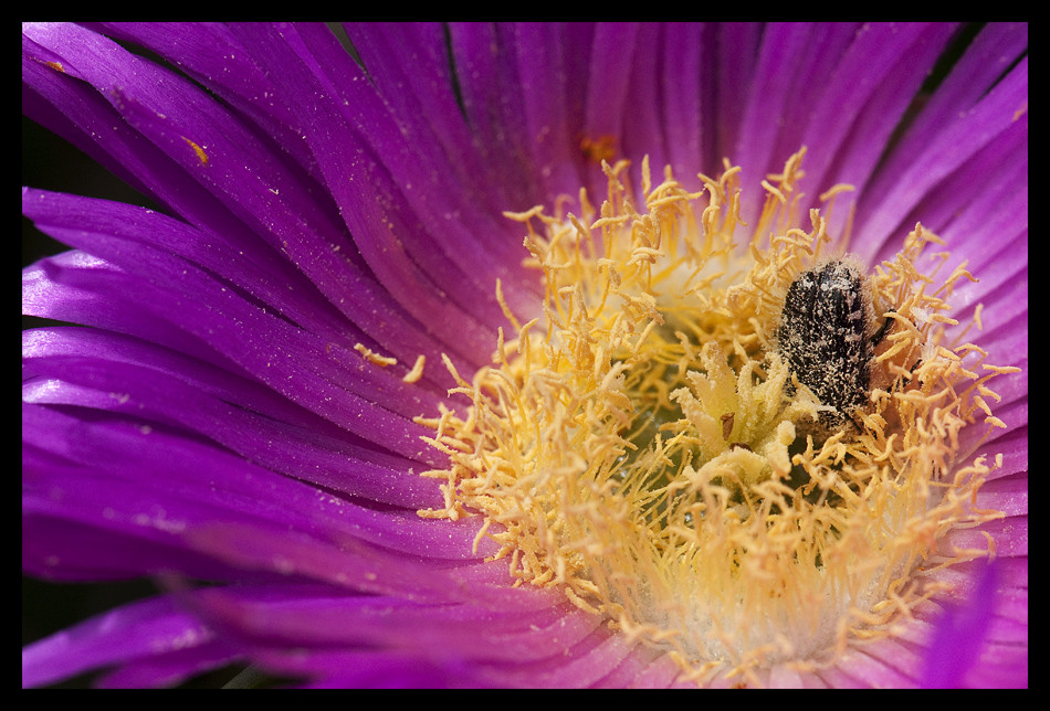 Blumen brauchen