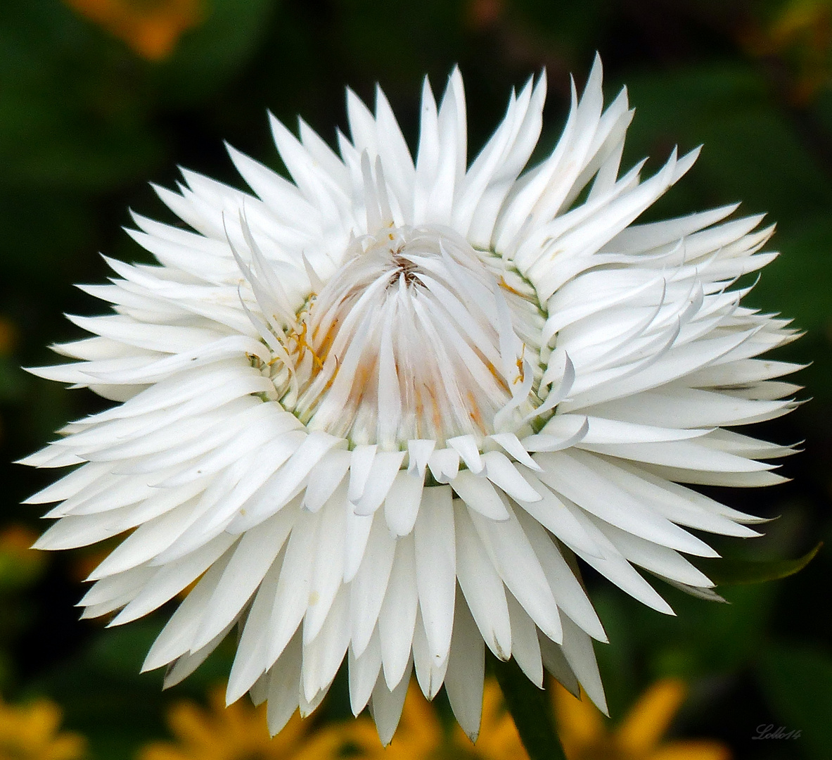 Blumen brauchen Wärme ...