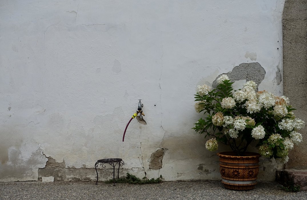 Blumen brauchen Wasser