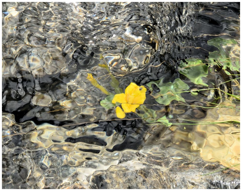 Blumen brauchen Wasser