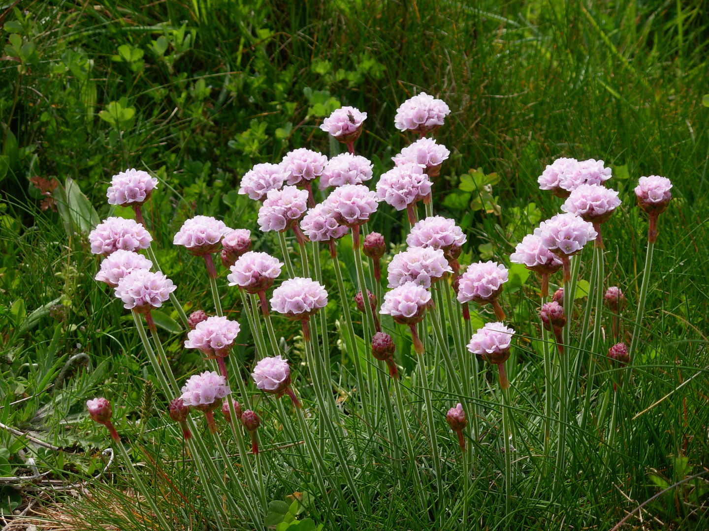 Blumen Bretagne