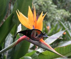 Blumen-Brillen-Vogel