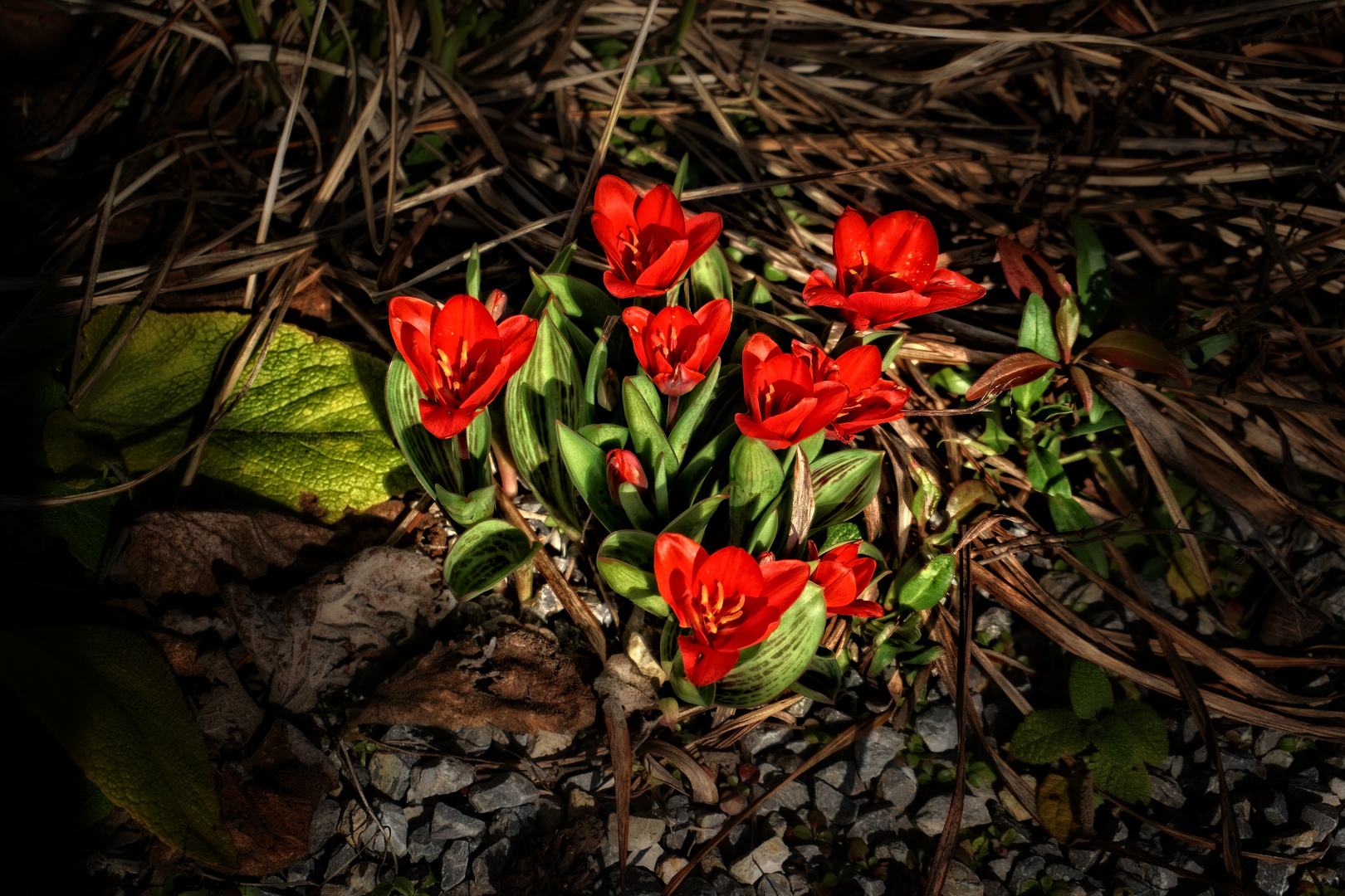 Blumen bringen Farb und Freud ...