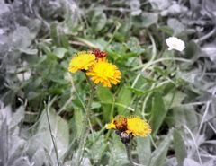 Blumen bringen Farbe ins Leben