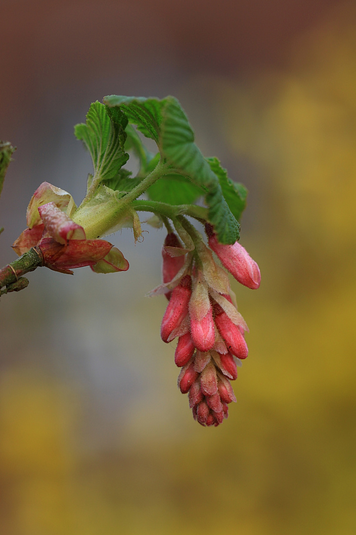 Blumen