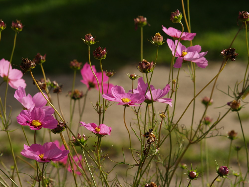 Blumen