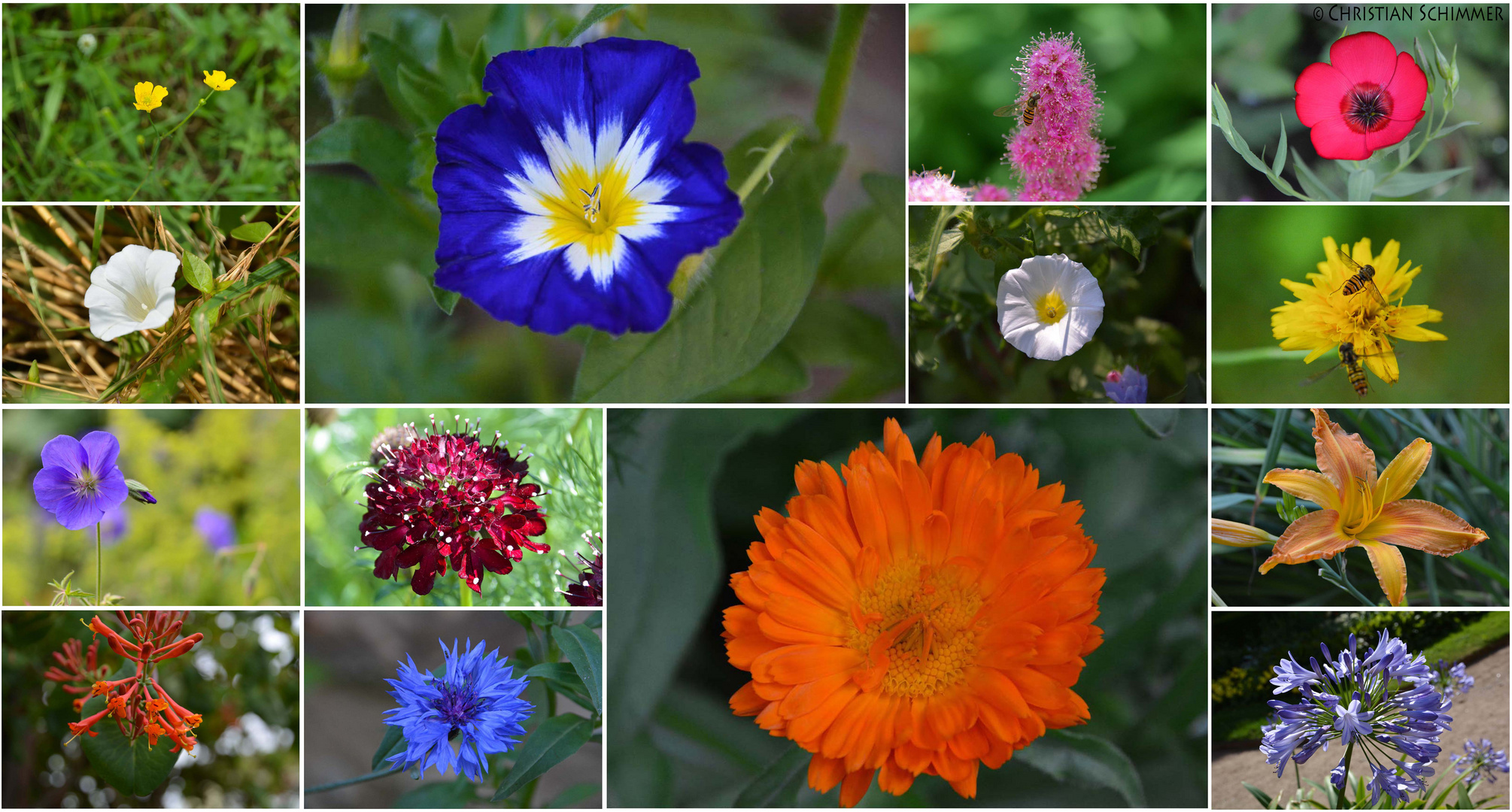 Blumen Collage 2