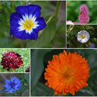 Blumen Collage 2