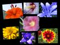 Blumen-Collage von JWG-Photography