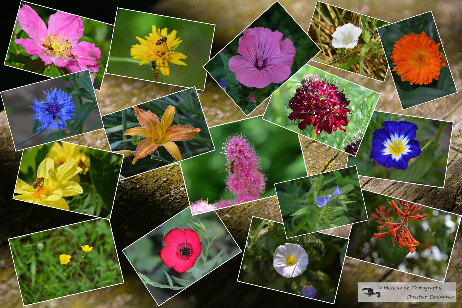 Blumen Collage