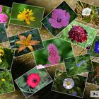 Blumen Collage