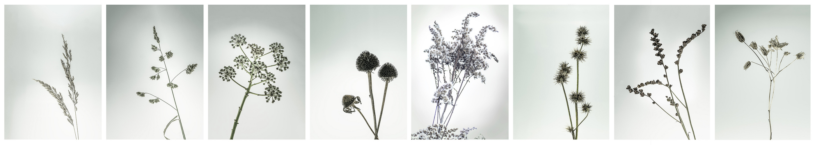 Blumen Collage