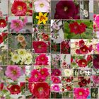 Blumen-Collage im Juni