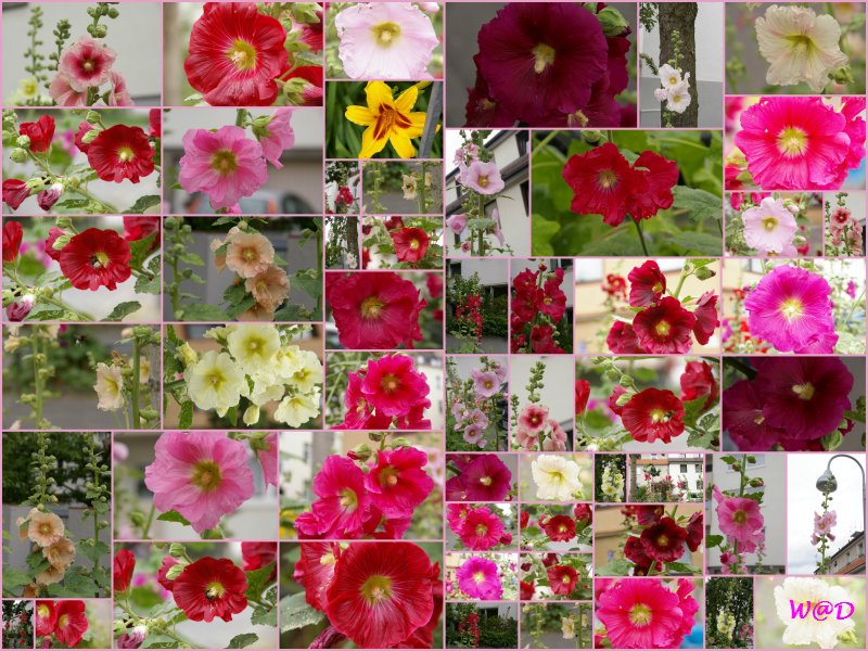 Blumen-Collage im Juni