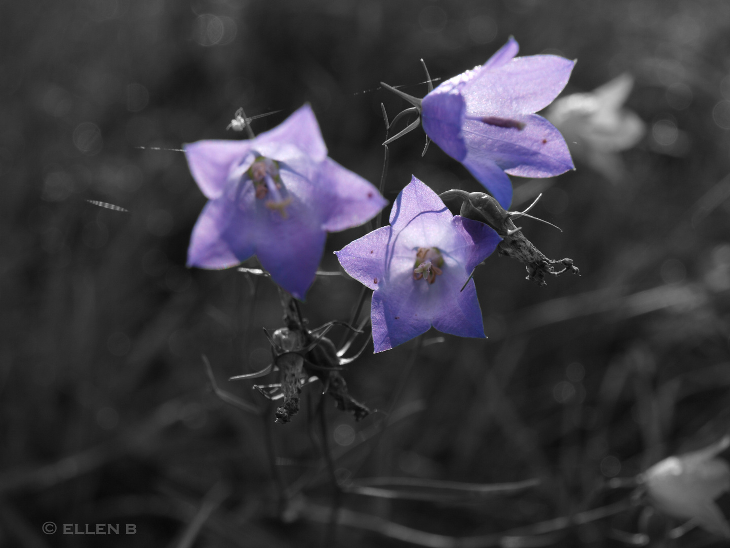 Blumen (Colorkey)