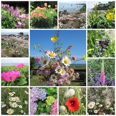 Blumen der Bretagne