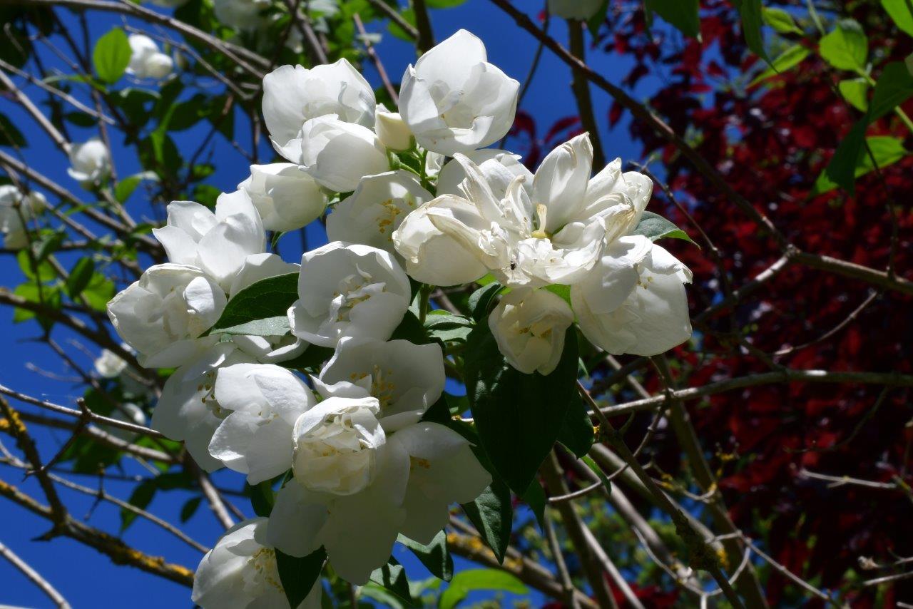 Blumen der Karthause