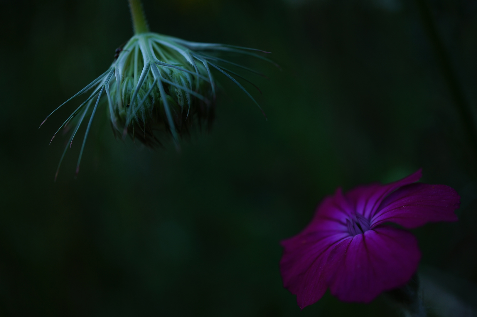 blumen der nacht