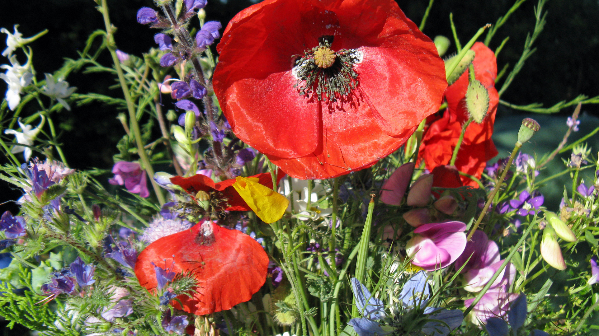 Blumen der Provence