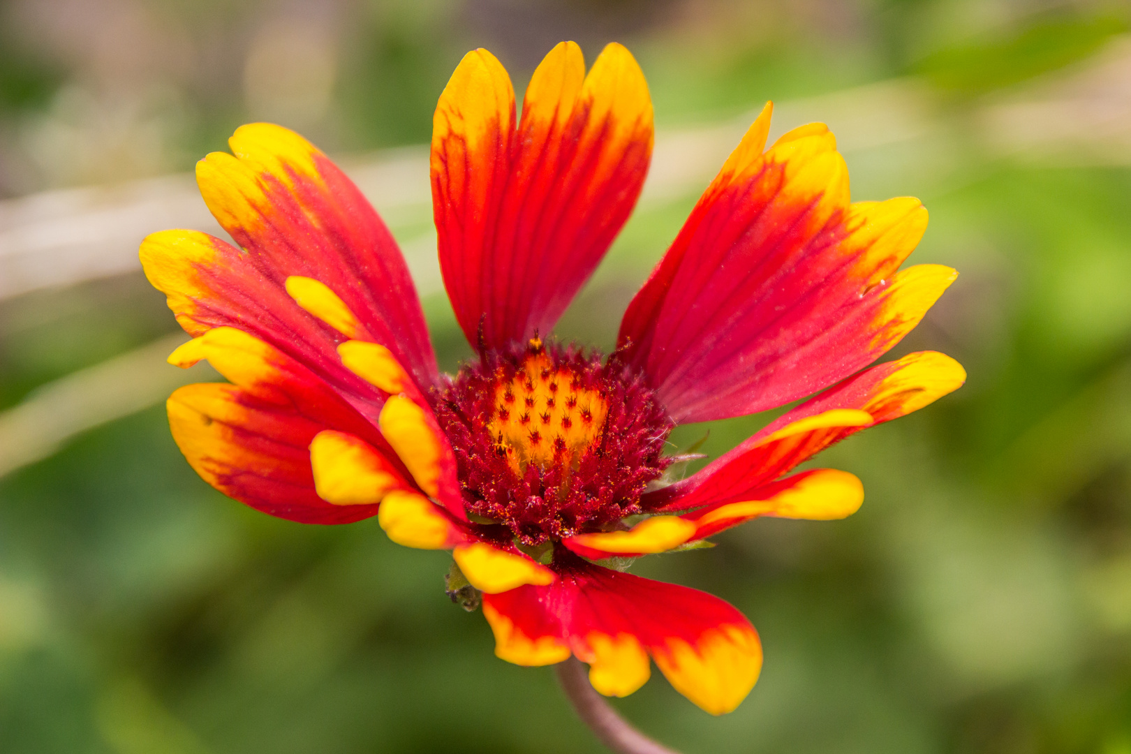 Blumen der Rheinhessen-Fachklinik