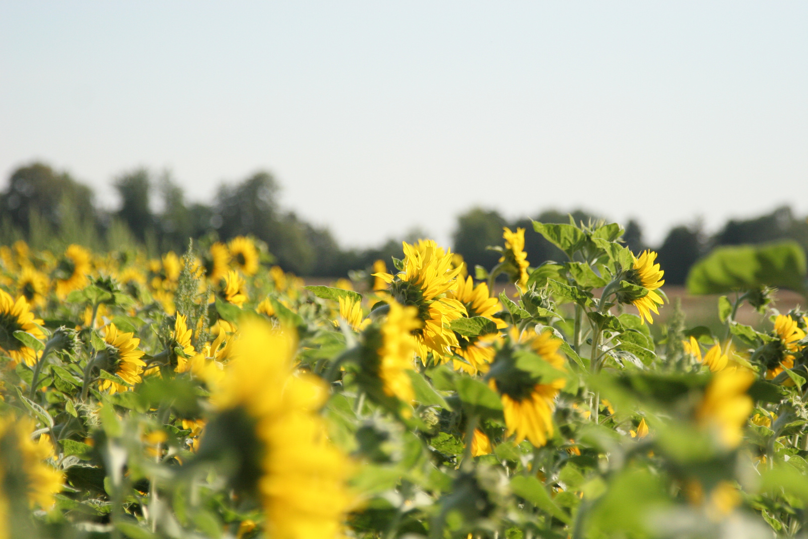 Blumen der Sonne