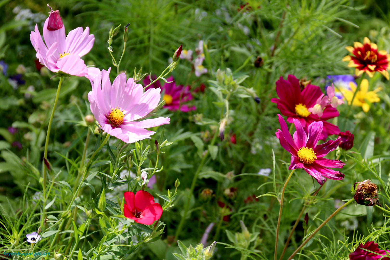 blumen der stadt 