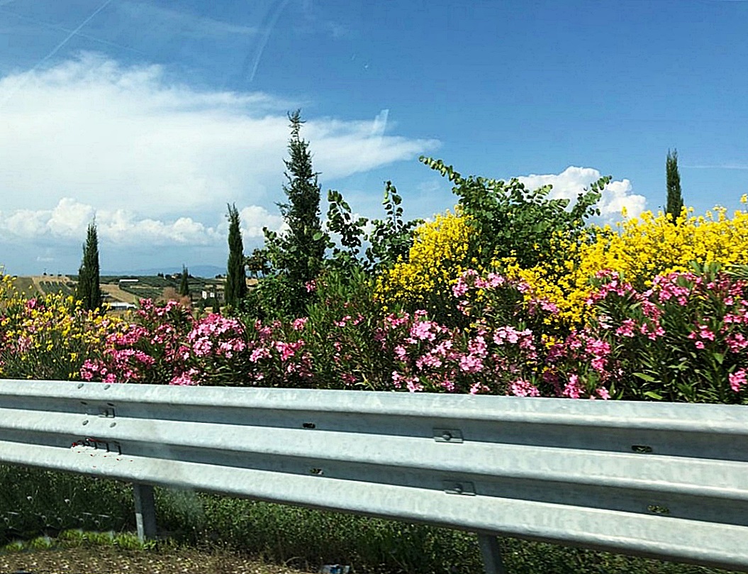 Blumen der Strasse entlang