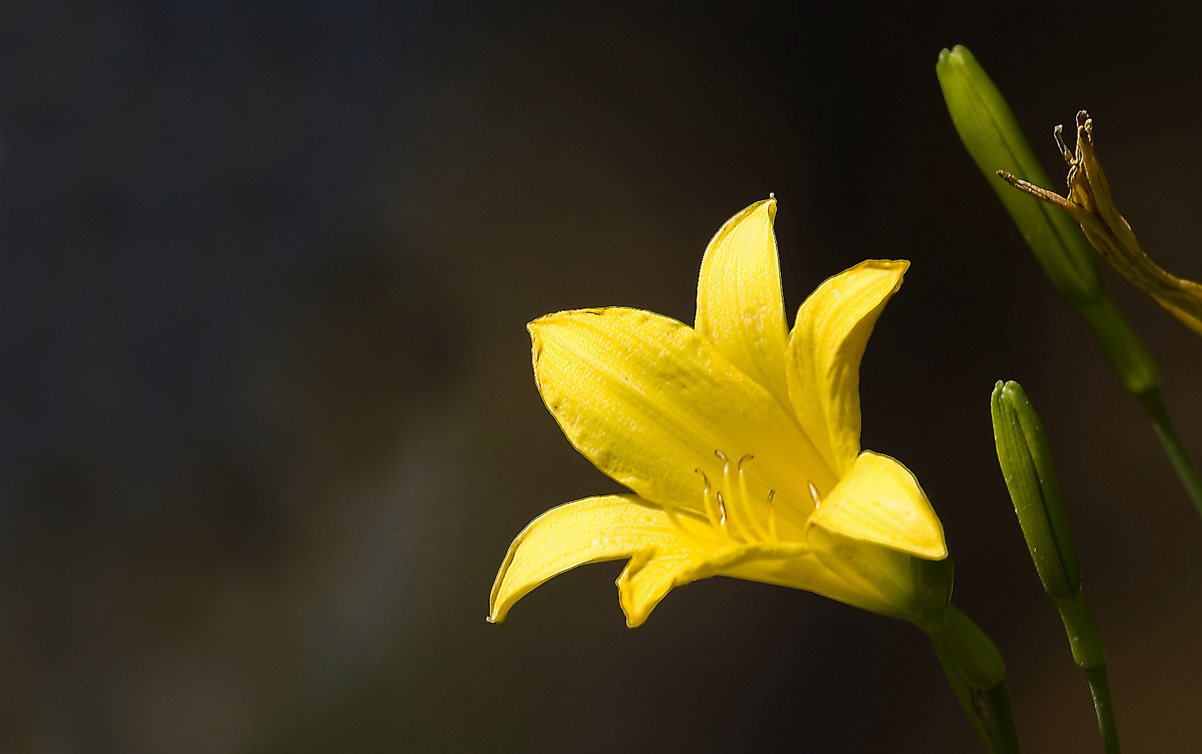 Blumen der Taiga 2