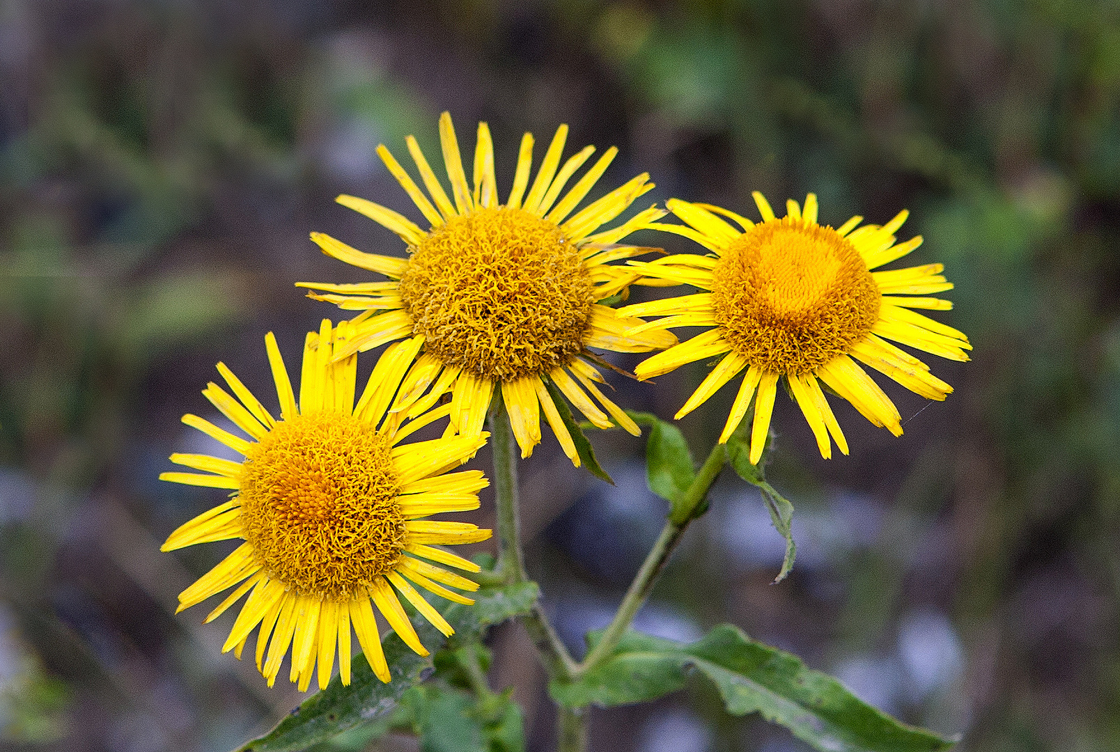 Blumen der Taiga 5