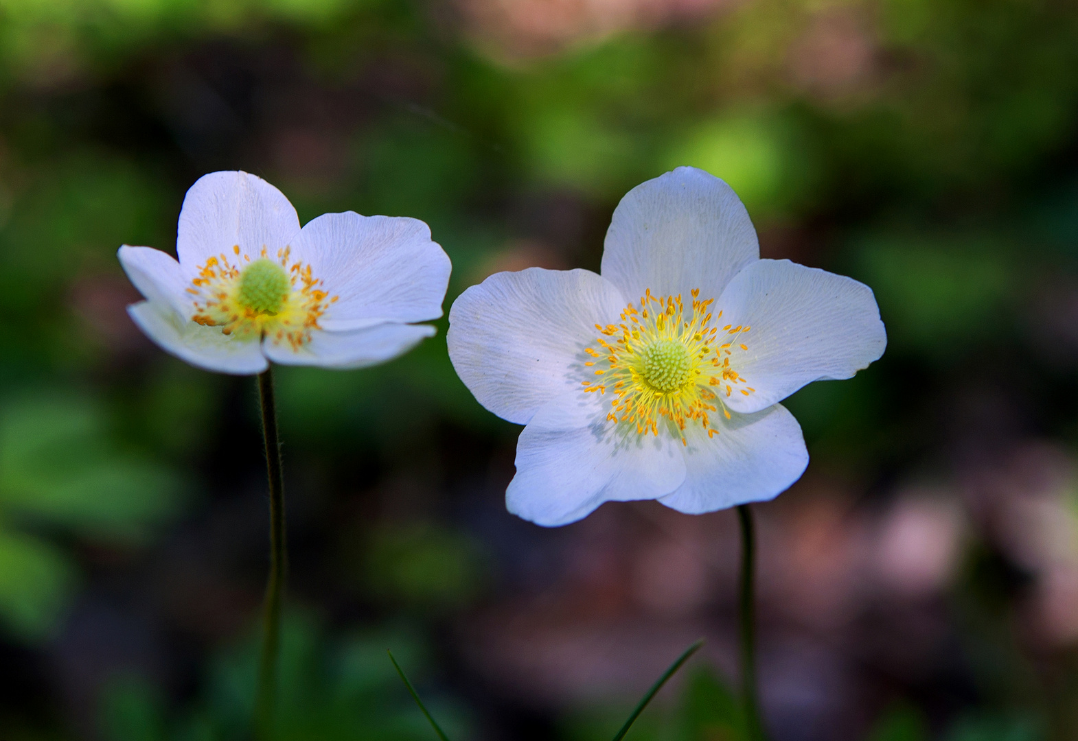 Blumen der Taiga 8