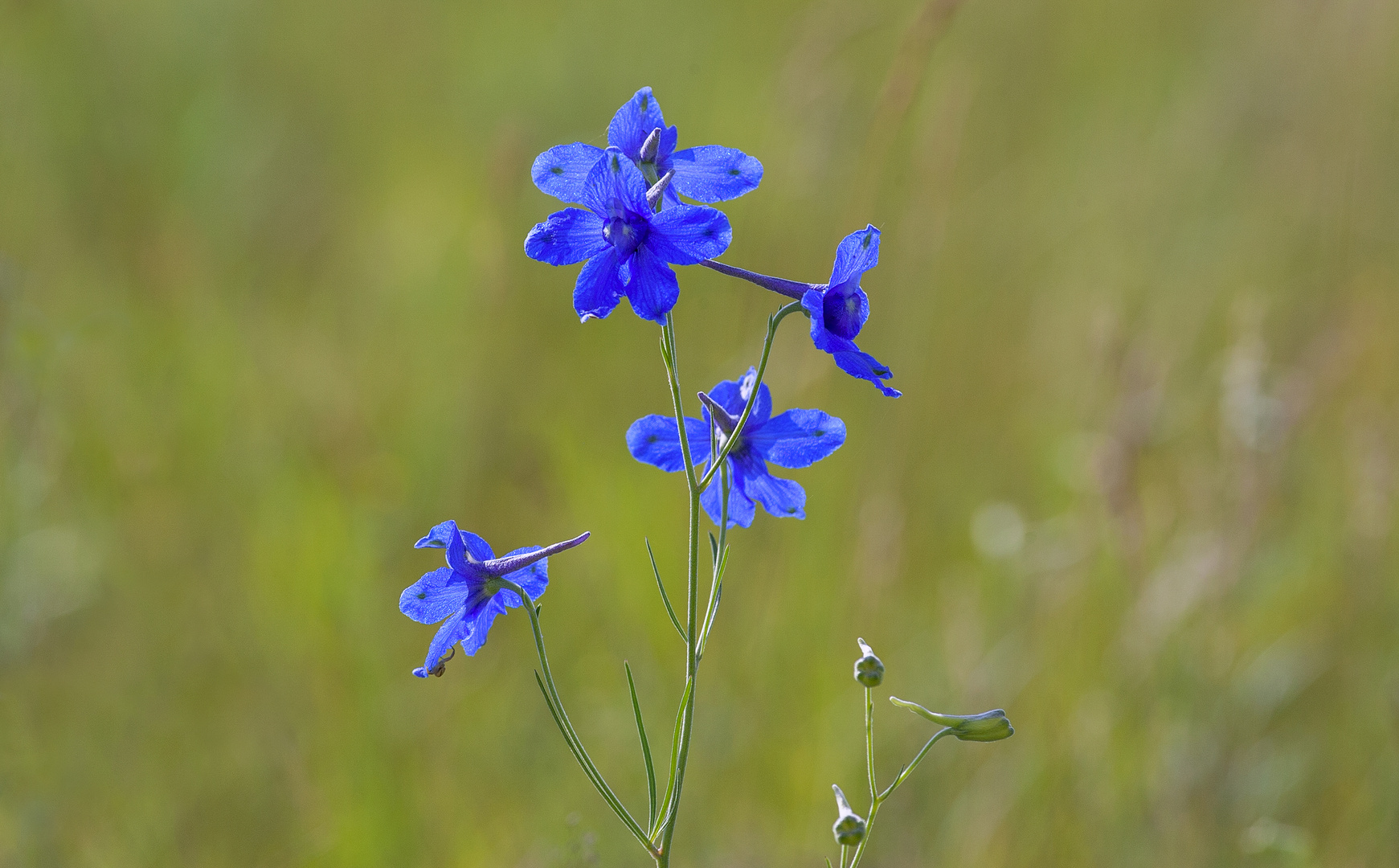 Blumen der Taiga 9