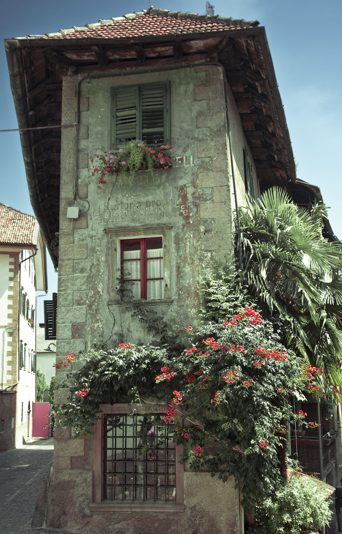 Blumen der Toscana