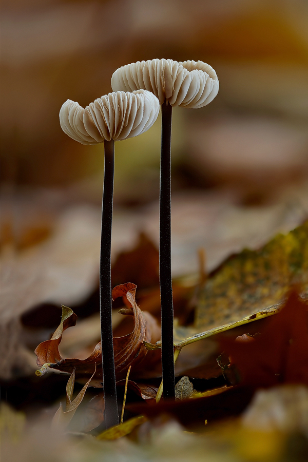 Blumen des Herbstes