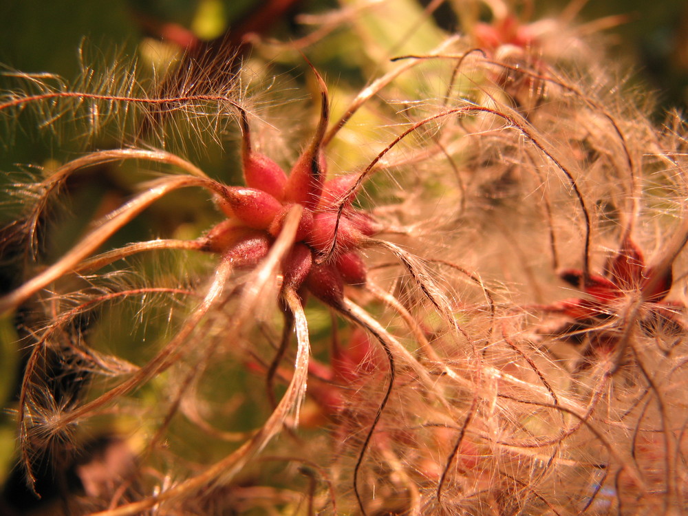 Blumen des Herbstes