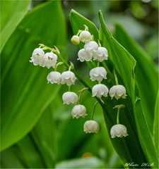 Blumen des Monats - Maiglöckchen