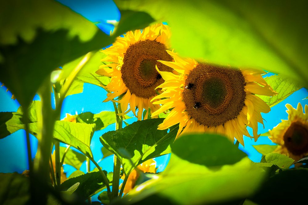 ..Blumen des Sommers.. Foto & Bild pflanzen, pilze & flechten, blüten