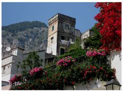 Blumen des Südens