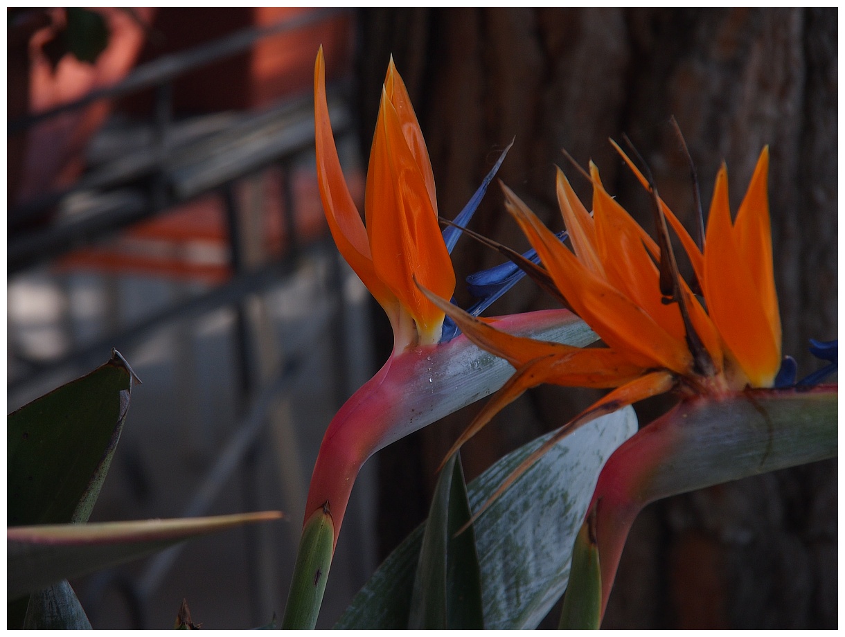 Blumen des Südens