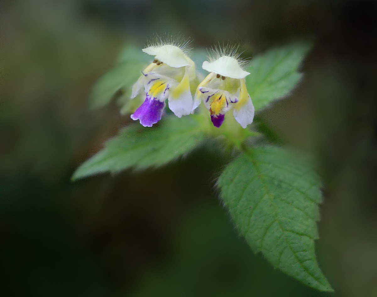 Blumen des Waldes...