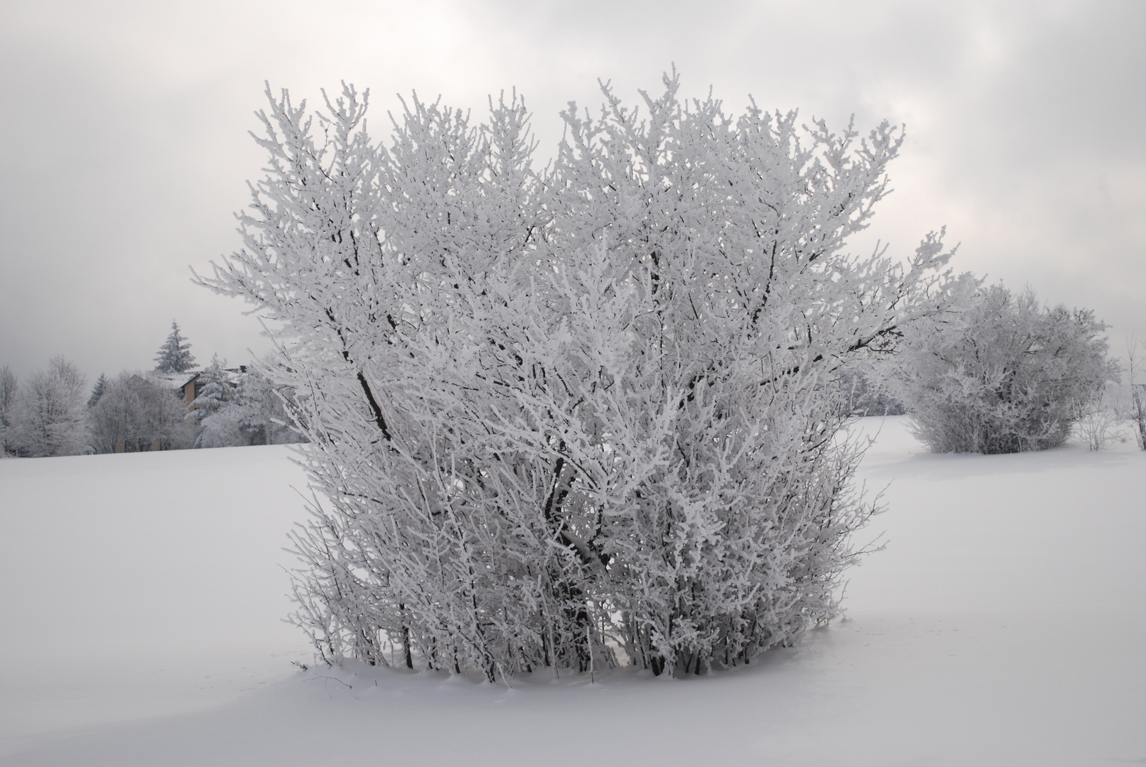 Blumen des Winters