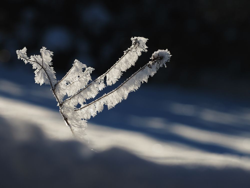 Blumen des Winters....