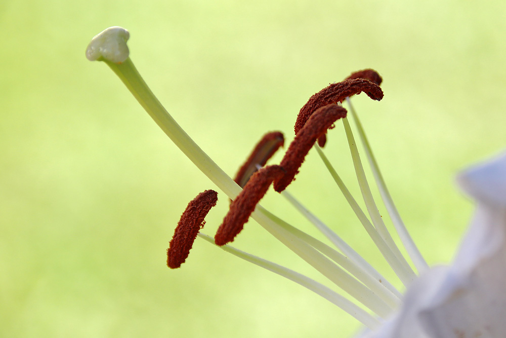 Blumen-Detail