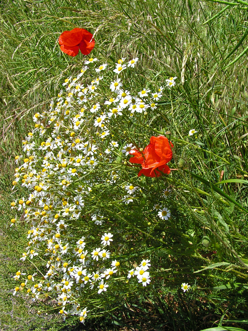 Blumen die am Wegrand stehen