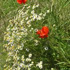 Blumen die am Wegrand stehen