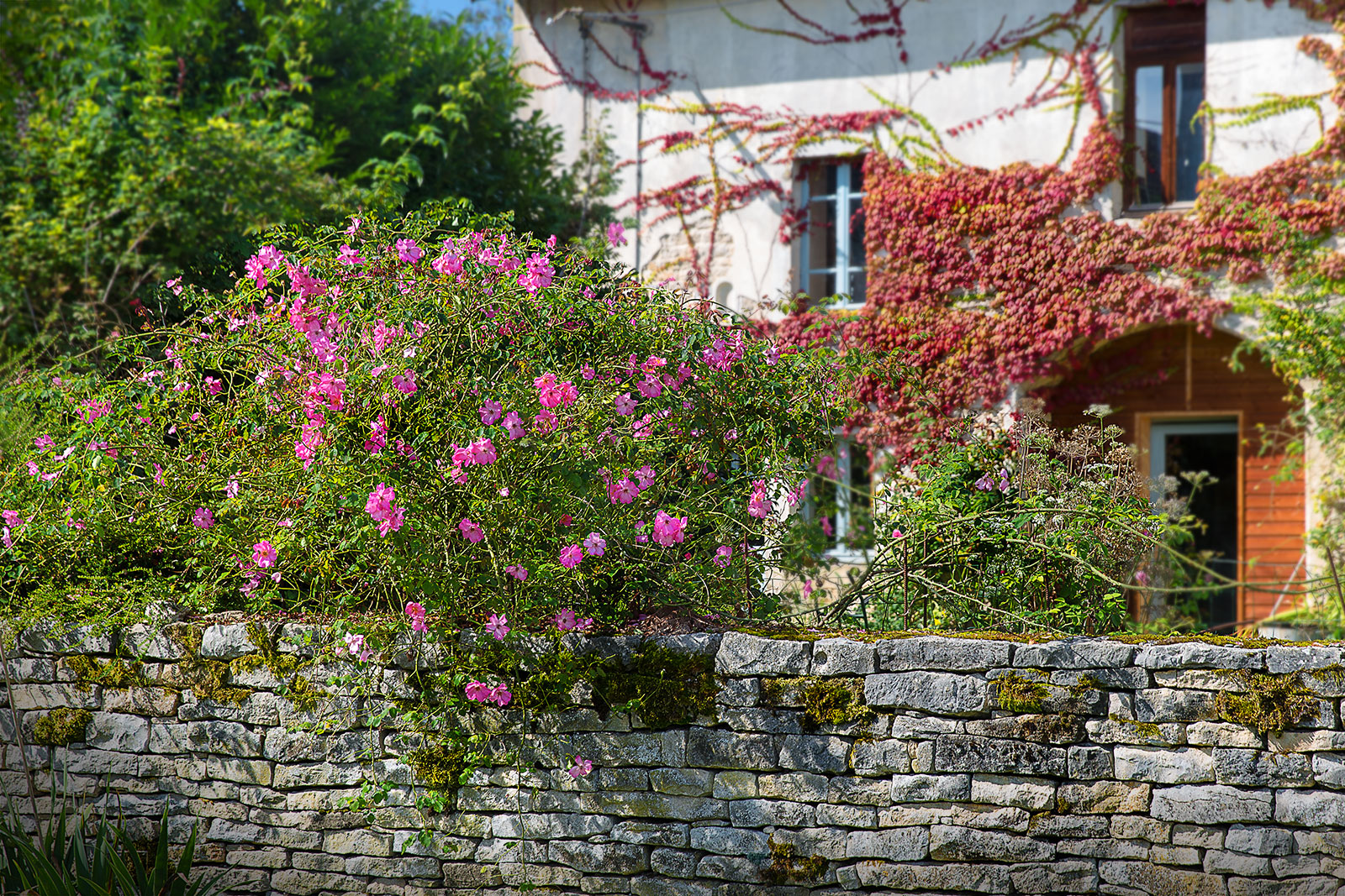 Blumen die das Auge freuen