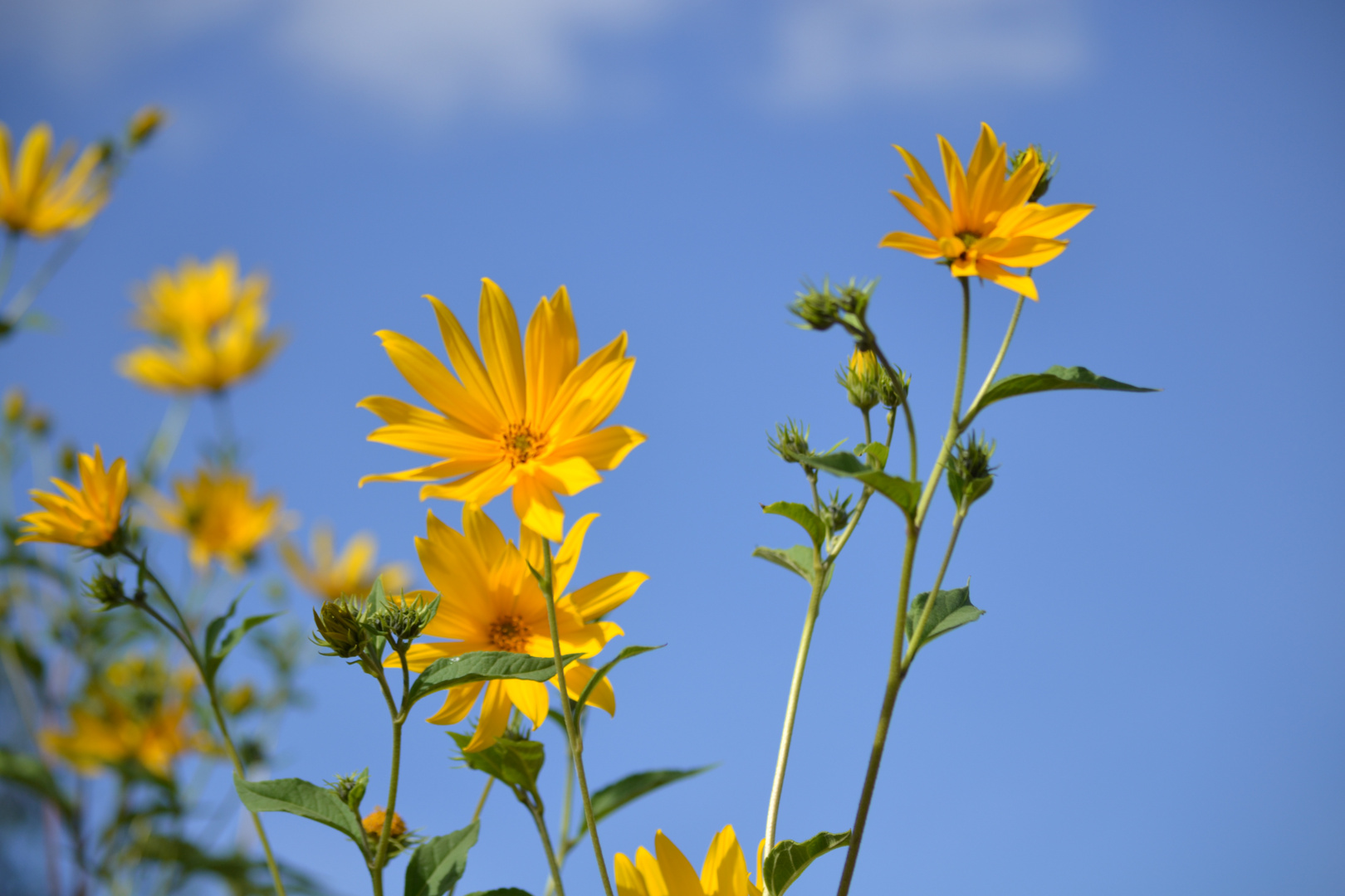 Blumen die in den Himmel wachsen