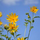 Blumen die in den Himmel wachsen