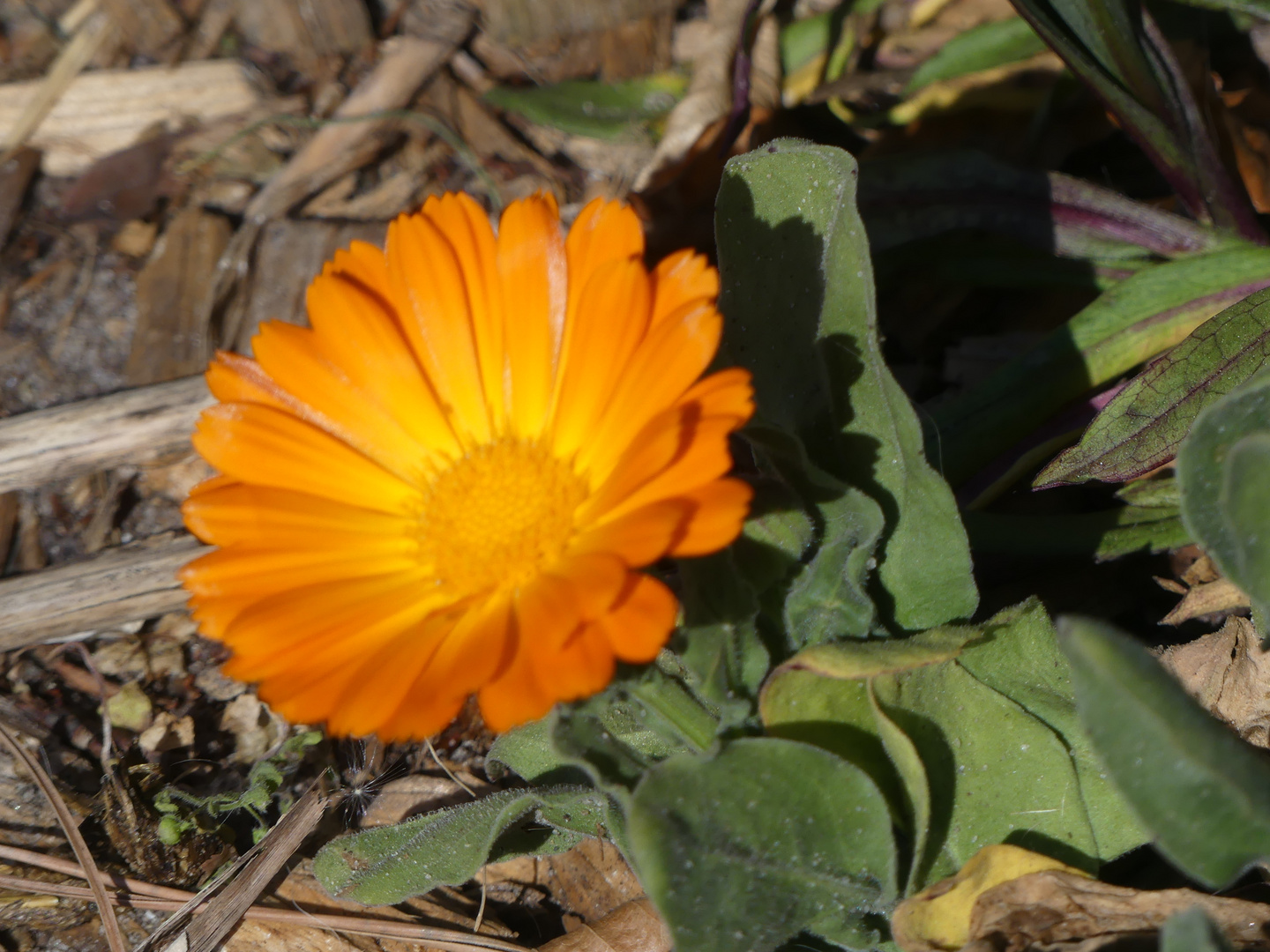 Blumen die Leuchten 