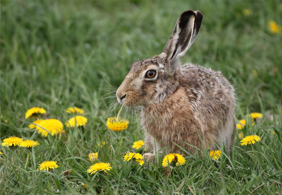 Blumen, die man essen kann Foto & Bild | tiere, wildlife, säugetiere
