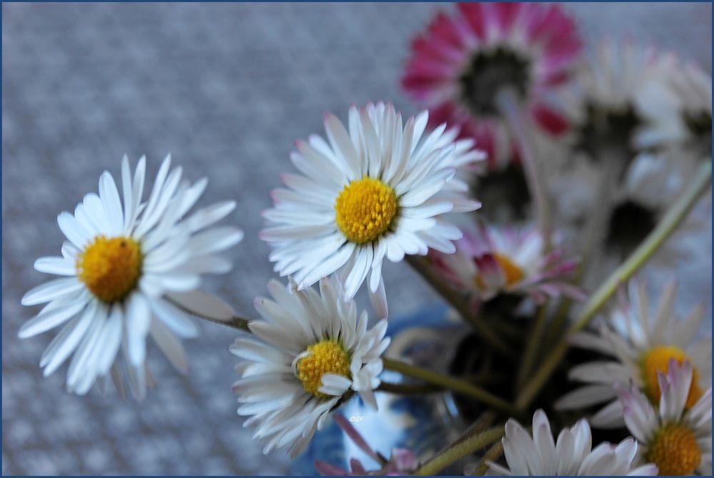 Blumen, die nichts kosten .....